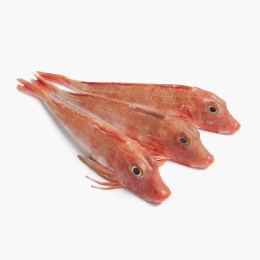 Rândunică de mare eviscerată 500g