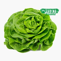 Salată verde proaspăt culeasă 1 buc
