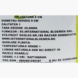 Crizantemă, 9cm, diverse culori