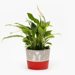 Flori în vas ceramic diferite modele
