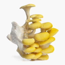 Ciuperci Yellow Oyster eco 150g