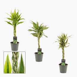 Dracaena Sanderiana (plantă în ghiveci)