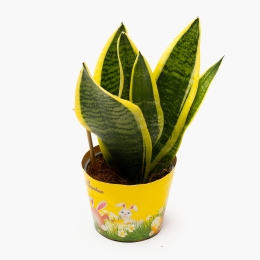 Sansevieria în ghiveci tematic de Paște