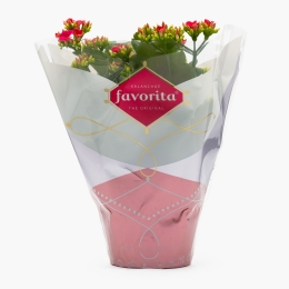 Floare kalanchoe, diferite culori, 10.5cm