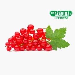 Coacăze roșii eco, România 125g