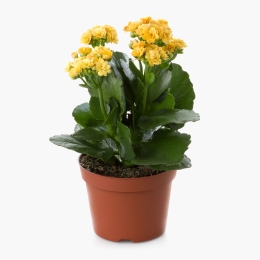 Floare kalanchoe, diverse culori, 10.5cm
