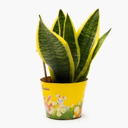 Sansevieria în ghiveci tematic de Paște