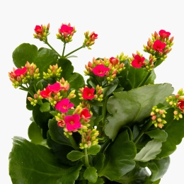 Floare kalanchoe, diferite culori, 10.5cm